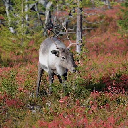 Loma-asunnot Yllästokka 2