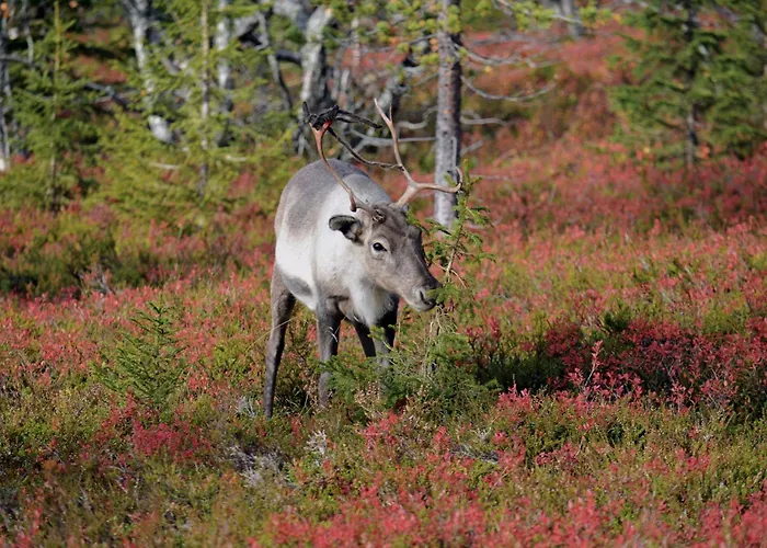 Дом отдыха Yllaestokka 2